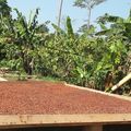 Cameroun : la filière cacao