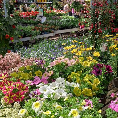 Fleurs à profusion 🌸🌺🌼🌷💐🌹🪴🌵