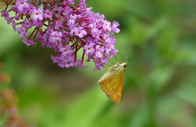 La Sylvaine (Ochlodes sylvanus)