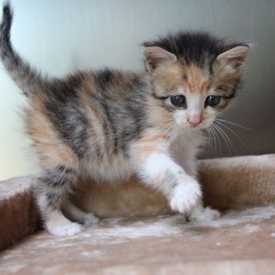 Olympe, sauvée de l'euthanasie... ADOPTEE !!!