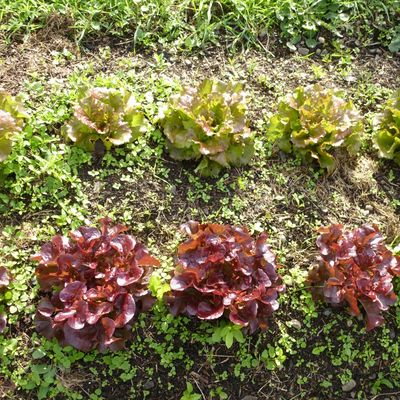 Elles ne sont pas belles mes salades ?