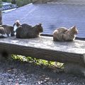 LES CHATS DE LA PROMENADE DES PHILOSOPHES À KYOTO, JAPON