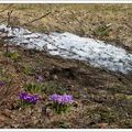 Crocus et paysages d'avril au Canada vus par Lea - Crocus and April landscapes in Canada seen by Lea