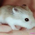 Bébé hamster