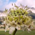 Céphalaire des Alpes