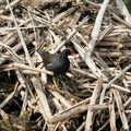 La poule d'eau au  Parc Nisso Pelosof d'amiens