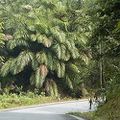 Un pays de forêts et de traditions