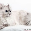 American Curl