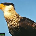 CARACARA HUPPE