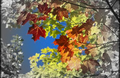 HISTOIRE DE FEUILLES