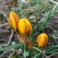 L'éveil des crocus annonciateurs du printemps