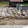 Grippe aviaire