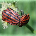 petites bêtes du jardin...