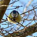 Photos d'une petite mésange bleue