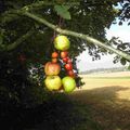 L'art Nature avec les écoliers des Quatre Vallées