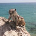 Fuerteventura, Canaries, Espagne