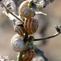 Petite Camargue gardoise (7)