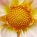 Pomme de pin, ananas, tournesol, marguerite, cactus...