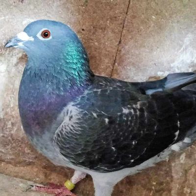 pau du 21 juin 2024 (863 kms)