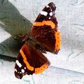 Papillon Vulcain , pose au jardin