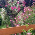Le Pense-jardin des travaux à faire en juin