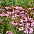 Le bouquet du week-end