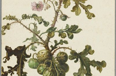 Nationalmuseum Sweden announces new acquisition: A botanical study by Herman Saftleven