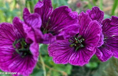 Le Géranium 'Jolly Jewel' résiste bien à la sécheresse