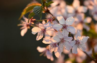 la délicatesse d'un printemps