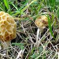 Florilège de Morilles 2016 aux Pyrénées