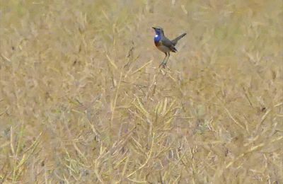 Nouveaux habitats pour la gorge-bleue ...