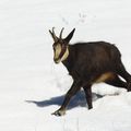 petit moment passé avec les chamois