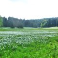 Venez prendre l'air, les narcisses sont en fleurs.