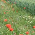 Gentils coquelicots