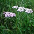 Plantes idéale pour les fleurs coupées (A)