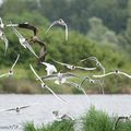 Bataille aerienne au dessus de la Brenne