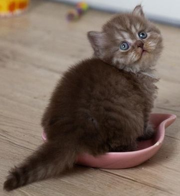 Bref. On voulait un chat.😻​