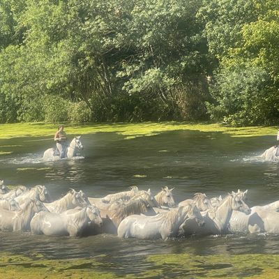 ..tradition du sud..chevaux et taureaux traversant le Vidourle.