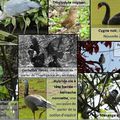 Faire découvrir les oiseaux du Parc Montsouris à Paris