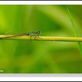 AGRION