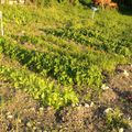 Vue sur le potager