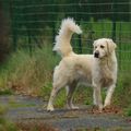 Golden-Retriever