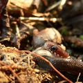Couleuvre de Sauter/Sauter's water snake/梭德氏游蛇 (amphiesma sauteri)