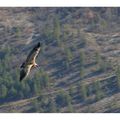 Voyage au pays des vautours : Epilogue