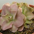 Pinguicula Sethos