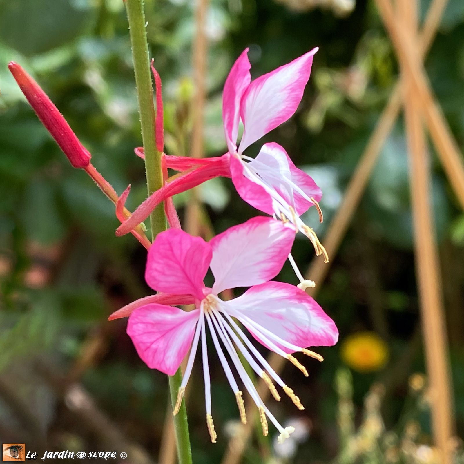 Gaura lindheimeri Rosy Jane