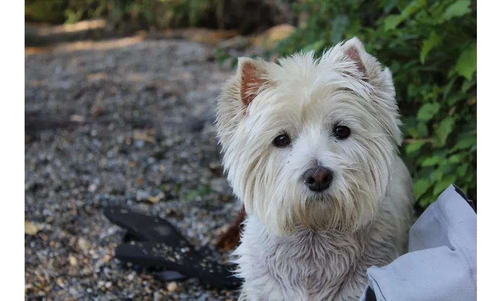 Vacances dans les ALPES avec son chien