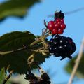 COLCHESTER (UK) - PROMENONS-NOUS DANS LES BOIS, PENDANT QUE LE LOUP N'Y EST PAS ...
