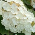 Les feuilles de cet hydrangea rappellent celles du chêne