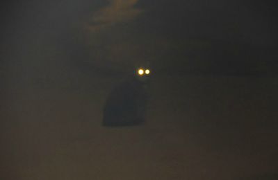 Créature dans la nuit ?